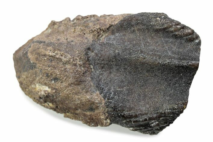 Fossil Triceratops Shed Tooth - Wyoming #376737